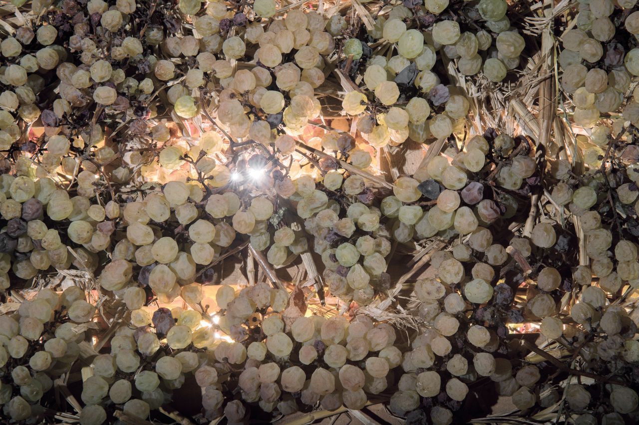 Vignoble Technique Vin de paille VDP-0020